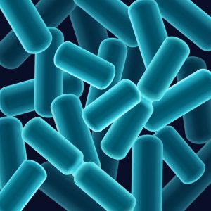 Tổng quan về lợi khuẩn Lactobacillus